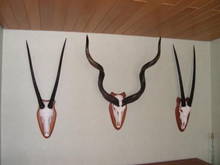 2 Oryx und 1 Kudu, erlegt in Afrika 2005