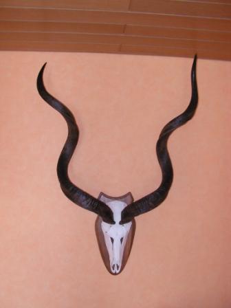 1 Kudu, erlegt in Afrika 2005 